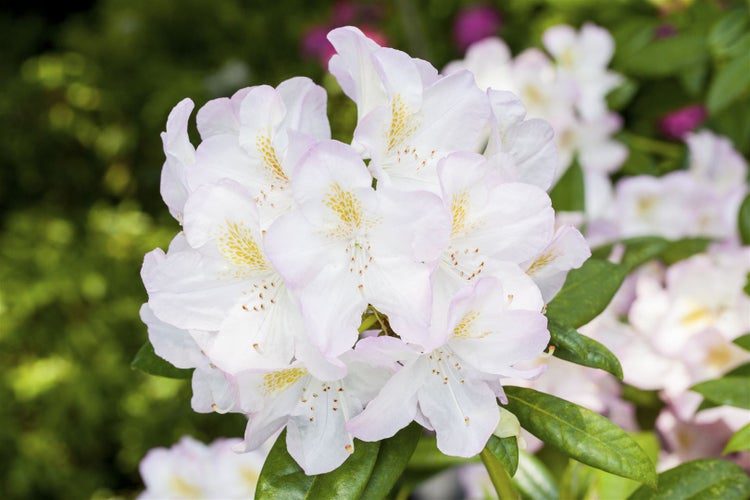 Rhododendron Hybr. 'Brigitte', Rhododendron, rosa Blüten, 40–50 cm