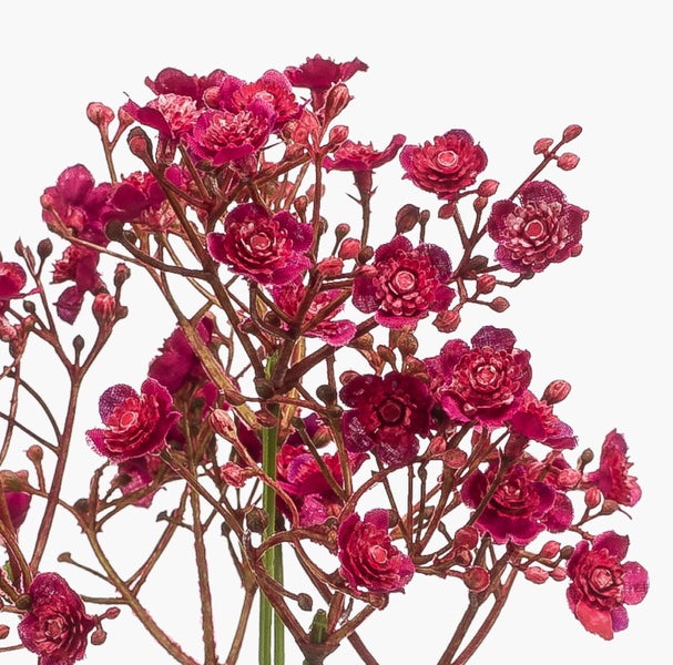 Nahaufnahme von dunkelpinkem Schleierkraut mit feinen verzweigten Stielen.