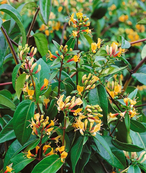 Lonicera henryi 'Copper Beauty', Geißblatt, immergrün, 60–100 cm