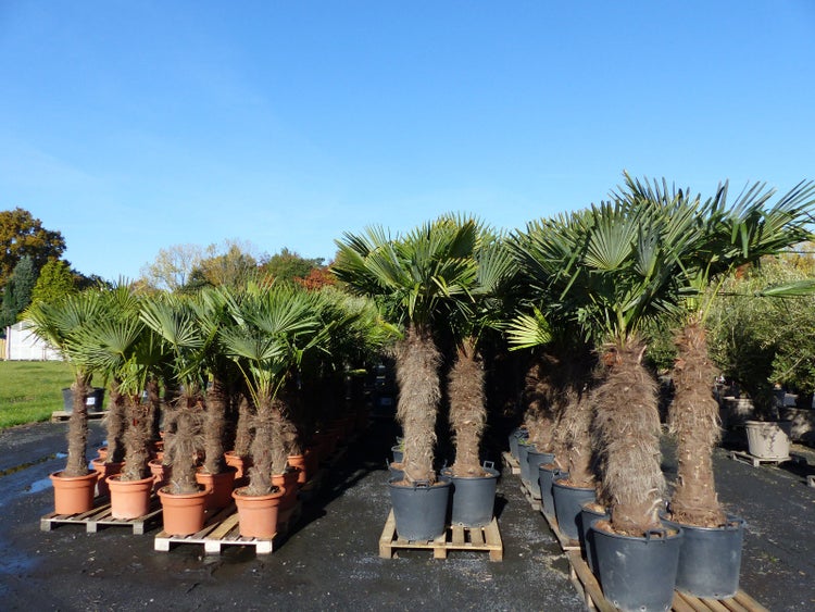 XXXXL 240 cm Trachycarpus fortunei 120 cm Stamm Hanfpalme, winterharte Palme bis -18°C