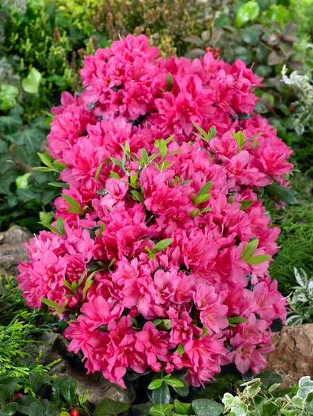 Azalee mit pinkfarbenen Blüten in einem Gartenbeet