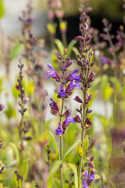 Salvia lavandulifolia, Spanischer Salbei, aromatisch, ca. 9x9 cm Topf