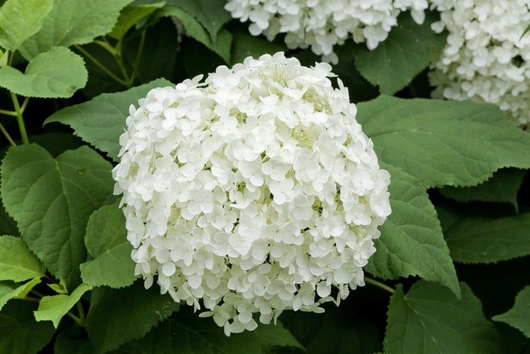 Hydrangea arborescens 'Annabelle', Schneeballhortensie, weiß, 60–80 cm
