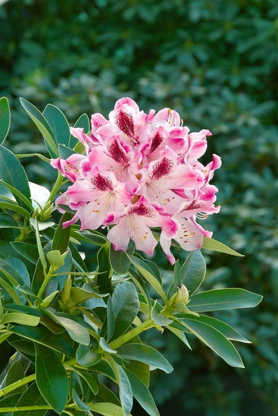 Rhododendron Hybr. 'Helen Martin', rosa Blüten, 40–50 cm