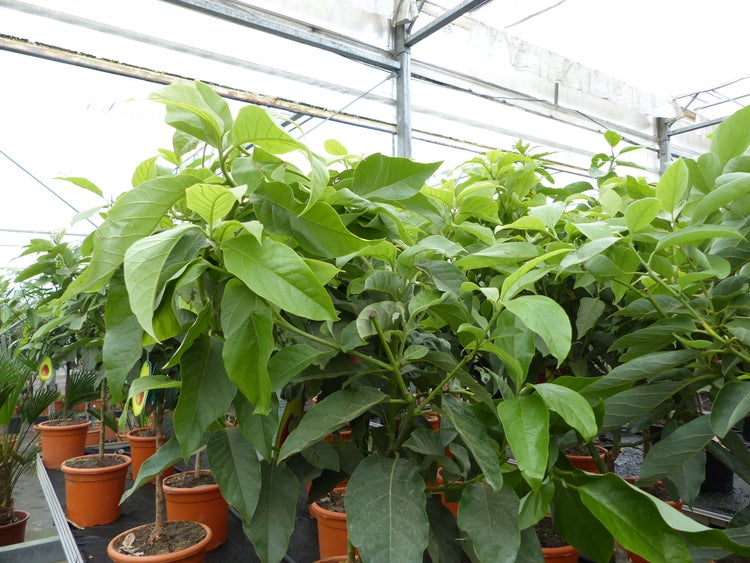 Avocadopflanzen in Töpfen stehend in einem Gewächshaus für den Garten.