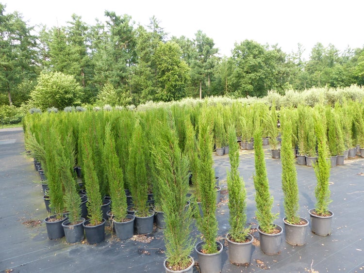 1x Mittelmeerzypresse 180 cm Säulen Toskana Zypressen Zypresse Cupressus Sempervirens