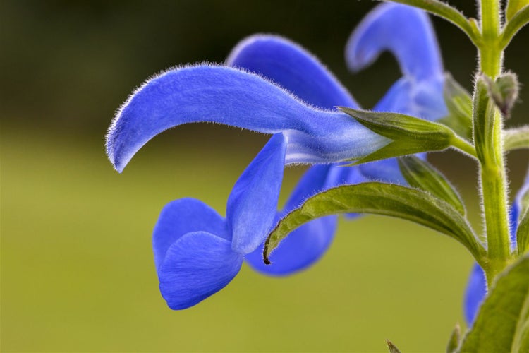 Salvia pratensis, Wiesensalbei, violett, ca. 9x9 cm Topf