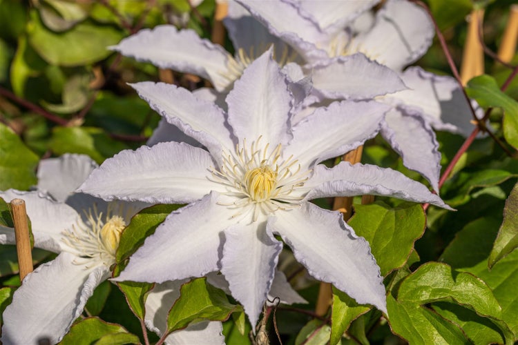 Clematis Hybride 'Destiny', Waldrebe, violett, 60–100 cm