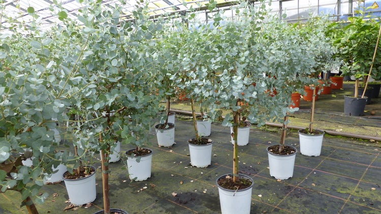 Eucalyptus Cinerea Stamm Eukalyptusbaum, 70 - 90 cm, Pflanze winterhart