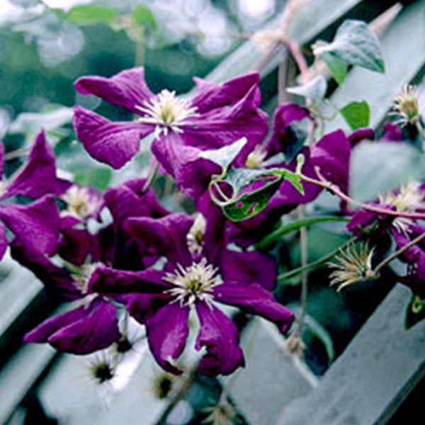 Nahaufnahme von Clematis mit violetten Blüten auf einem Rankgitter