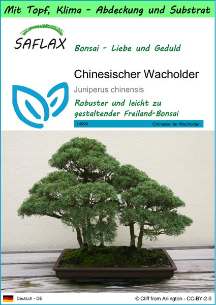 SAFLAX Garden to go - Chinesischer Wacholder - Juniperus chinensis - 30 Samen - Mit Topf, Klima - Deckel und Anzuchtsubstrat