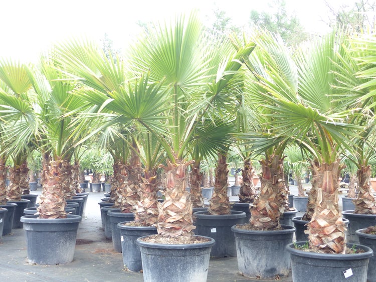 Washingtonia-Palmen in schwarzen Töpfen mit fächerförmigen grünen Blättern und strukturierten braunen Stämmen.