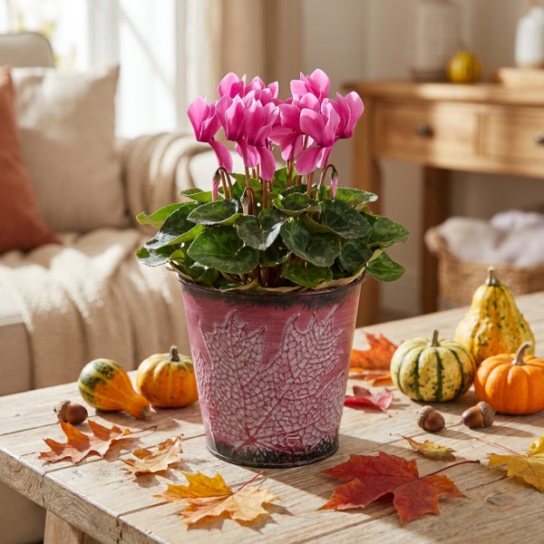Rosa Alpenveilchen in einem dekorativen Metallübertopf mit Blattmuster auf einem Holztisch mit Herbstdekoration.