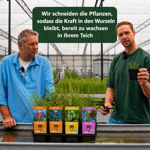 Zwei Männer zeigen Teichpflanzen in einer Gärtnerei und erklären den Rückschnitt zur Stärkung des Wurzelwachstums vor dem Einsetzen in den Teich.