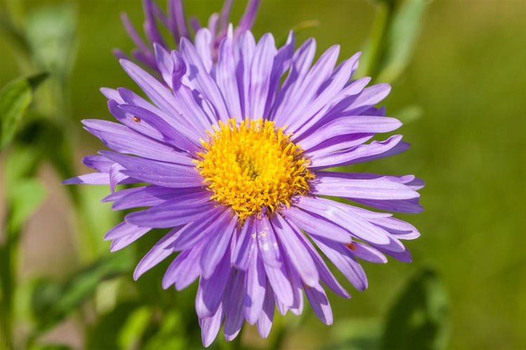 Aster alpinus 'Dunkle Schöne', Alpenaster, violett, ca. 9x9 cm Topf