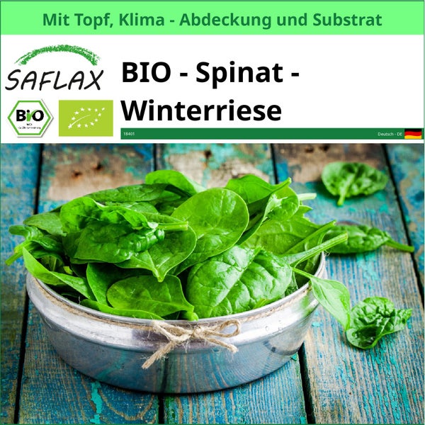 Saflax Bio Spinat Winterriese mit Topf, Klima Abdeckung und Substrat