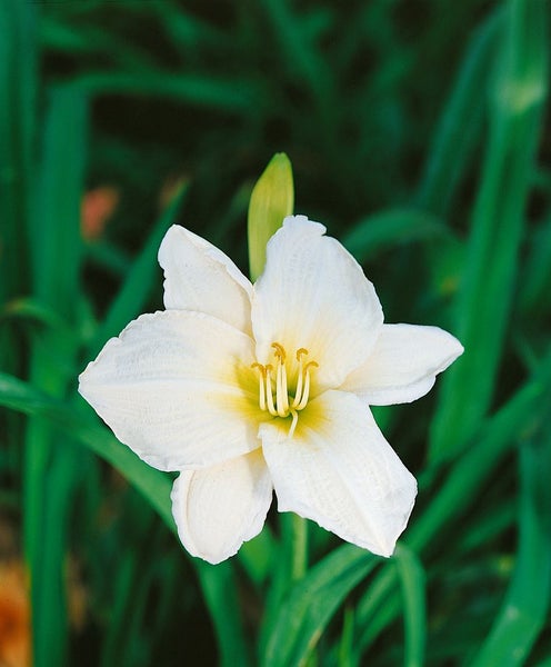 Hemerocallis x cult. 'Gentle Shepherd', Taglilie, weiß, ca. 11x11 cm Topf