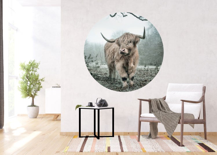 Wandbild mit einem schottischen Hochlandrind im Winterwald in einem hellen Raum