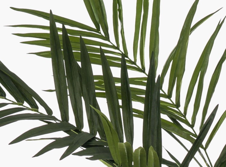 Zimmerpflanze Keulenlilie Cordyline mit rosa, roten und grünen Blättern in der Draufsicht.