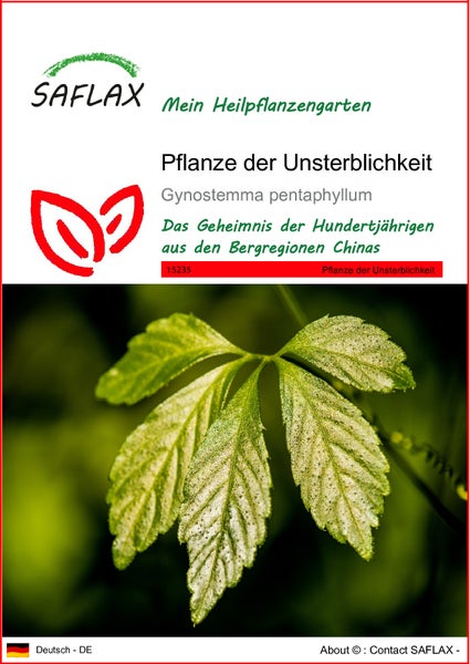 SAFLAX  - Pflanze der Unsterblichkeit - Gynostemma pentaphyllum - 30 Samen