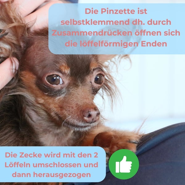 Eine Zecke wird von einer Person mit einer Pinzette aus dem Fell eines kleinen braunen Hundes entfernt.