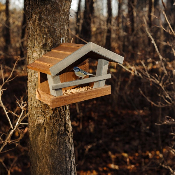 Futterhaus aus Holz mit einem kleinen Vogel darin, an einem Baumstamm im Wald montiert.