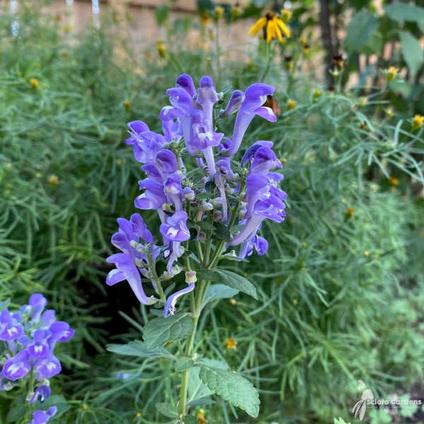 Nahaufnahme einer blauen Helmkrautpflanze im Garten.