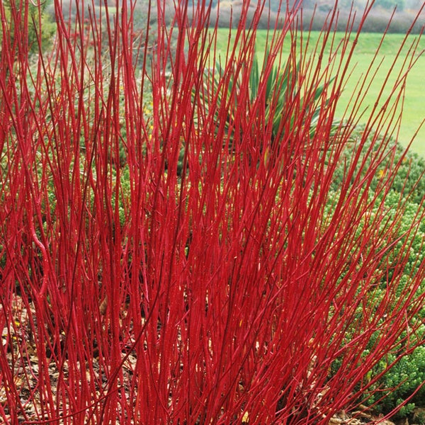 Roter Hartriegel im Garten