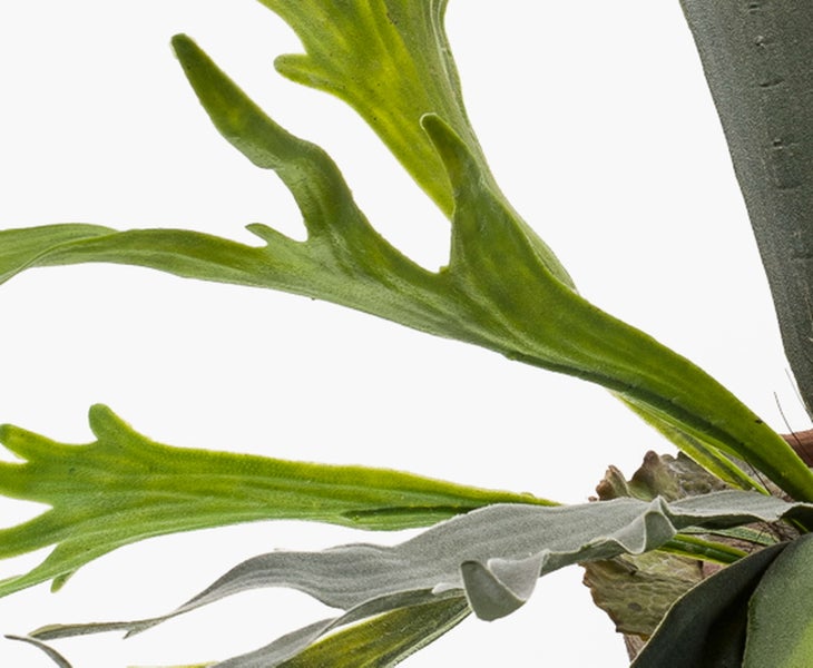 Nahaufnahme eines Geweihfarns mit seinen charakteristischen, geweihartig verzweigten grünen Blättern.