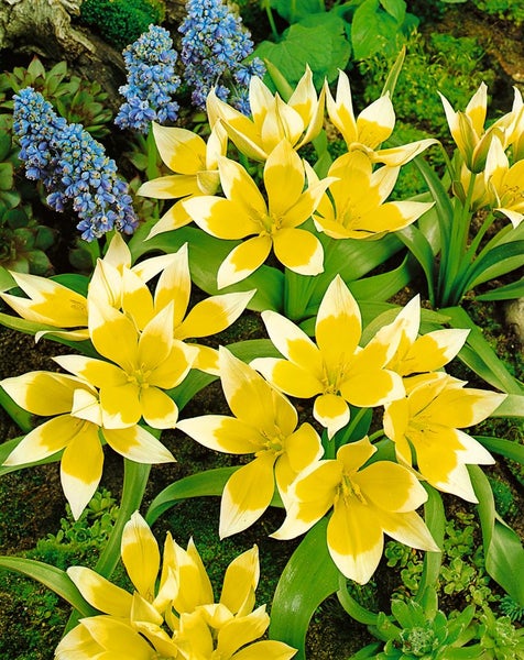 Gelb-weisse Tulpen mit blauen Traubenhyazinthen im Gartenbeet.