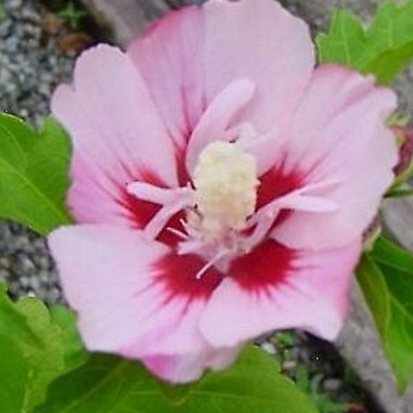 Nahaufnahme einer Hibiskusblüte