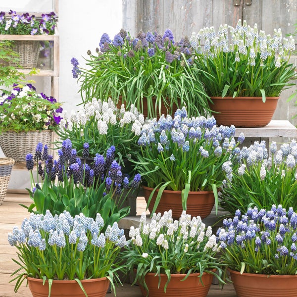 Bloomique – 50er-Mix – Muscari-Mix – Traubenhyazinthe – blaue Trauben – weiß, blau – Blumenzwiebeln – Frühlingsblüte – mehrjährige Pflanzen – wird 10–15 cm groß