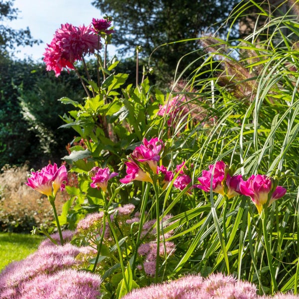Bloomique - 50er-Mix - Freesien-Mix - Farbmischung - Blumenzwiebeln - mehrjährig - Sommerblüher - wird 30-45 cm groß