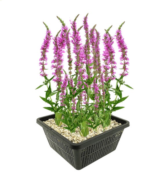 Blutweiderich Lythrum salicaria in schwarzem Pflanzkorb mit hellem Kies.