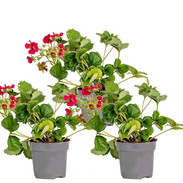 3x Fragaria 'Red Summer Breeze' – Erdbeerstrauch – Pflegeleicht – ⌀10,5 cm - ↕15-20 cm