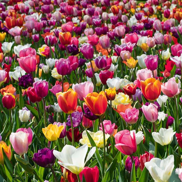 Bloomique - Mischung aus 20- bis 60-tägigen Tulpen - Tulpenzwiebeln - Farbmischung - Blumenzwiebeln - Frühlingsblüher - Mehrjährige Pflanzen - Wird bis zu 25-60 cm groß