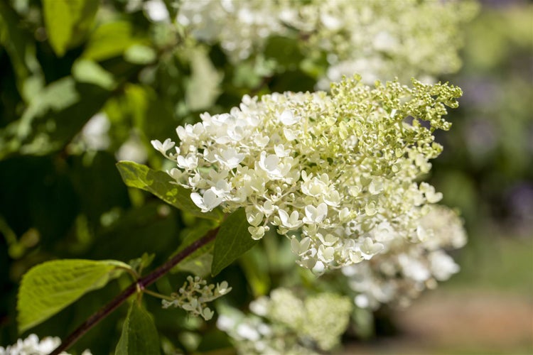 Hydrangea paniculata 'Tardiva', Rispenhortensie, weiß, 80–100 cm