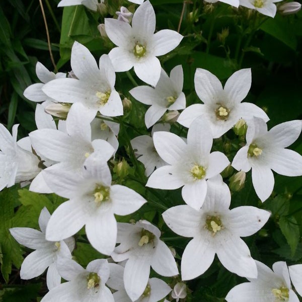 Nahaufnahme von weißen Ackerglockenblumen im Garten