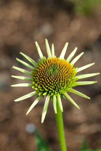 Echinacea purpurea 'Milkshake', Sonnenhut, cremeweiß, ca. 11x11 cm Topf