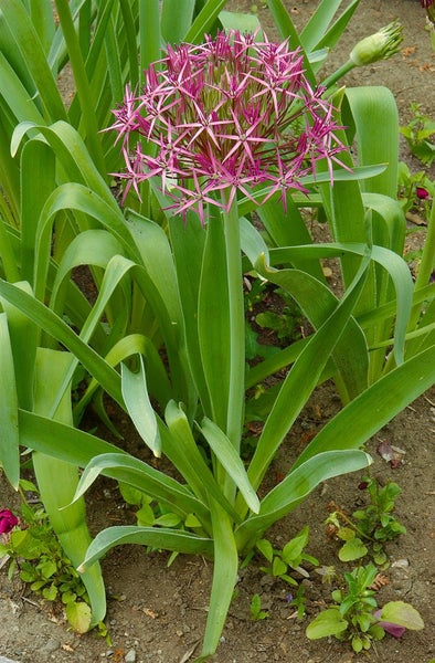 Allium christophii, Sternkugel-Lauch, silbrig-violett, ca. 11x11 cm Topf