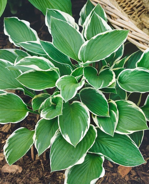 Hosta 'Francee', Weißrand-Funkie, grün-weiß, 3-5 Liter Container