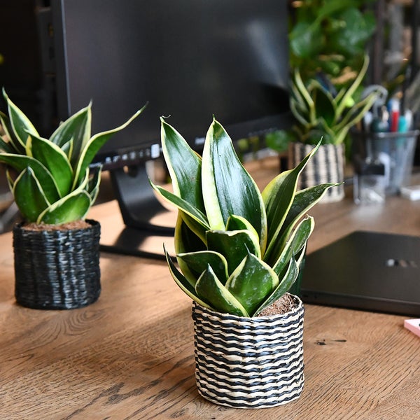 Babypflanze Drillinge Bogenhanf | 3x Sansevieria laurentii im 9 cm Topf | pflegeleichte Zimmerpflanze | luftreinigende Büropflanze
