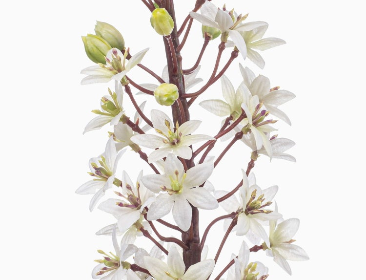 Nahaufnahme von weißen Blüten mit sechs Blütenblättern und grünen Knospen an einem dunklen Stängel.