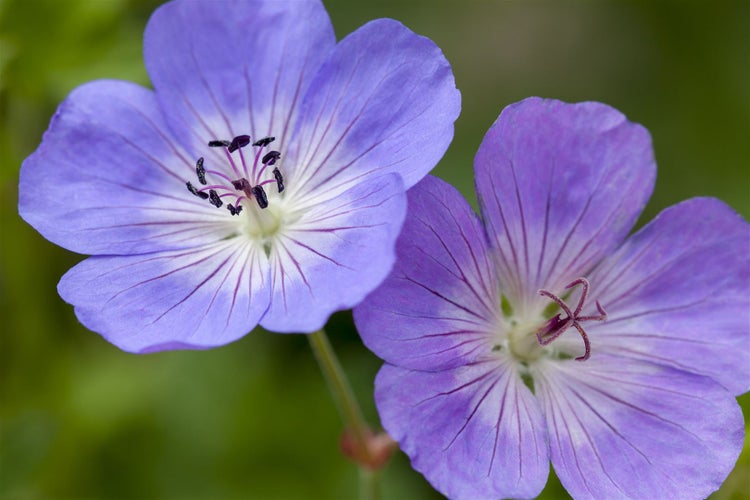 Geranium wallichianum 'Rozanne' -R-, Storchschnabel, blauviolett, ca. 11x11 cm Topf