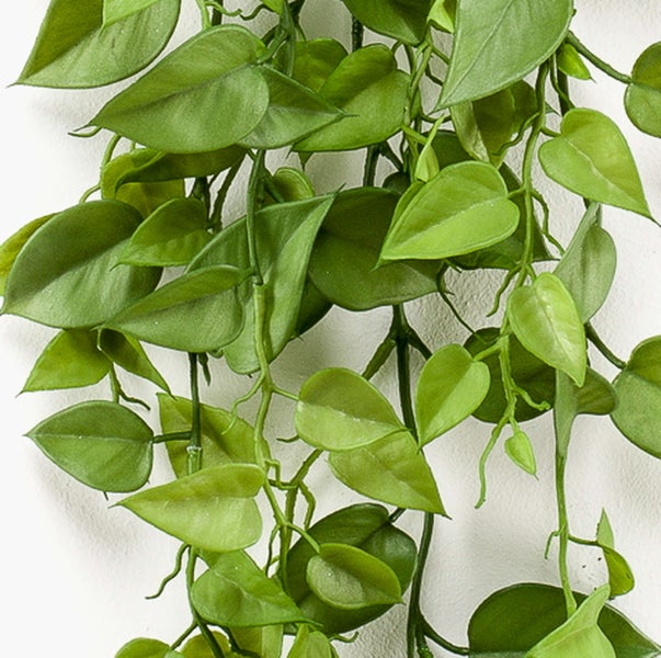 Hortensie mit rosa Blüten und grünen Blättern.