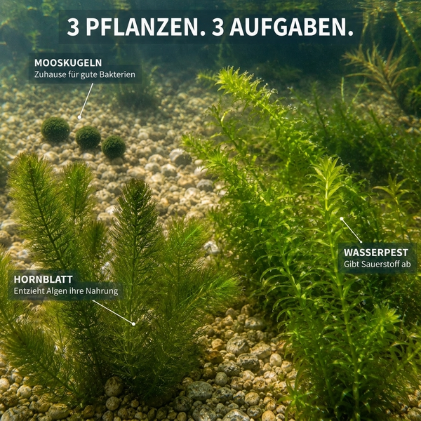Drei Aquarienpflanzen Arten Mooskugeln Hornblatt und Wasserpest auf dem Bodengrund eines Aquariums mit Beschriftung der jeweiligen Funktionen.