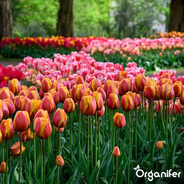 Großes Tulpenbeet in einer Gartenanlage mit vielen blühenden Tulpen in verschiedenen Farbtönen und grünen Stielen.