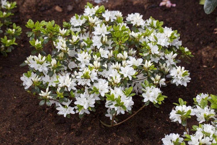 Rhododendron obt. 'Kermesina Alba', weiß, 30–40 cm