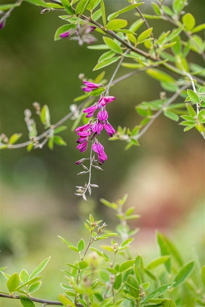 Lespedeza thunbergii, 60–100 cm, rosa Blüten, buschig