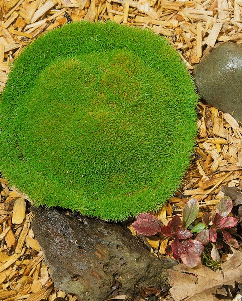 Moosballen Pflanze im Gartenbeet mit Steinen und Holzhackschnitzeln
